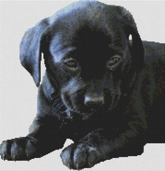 Black Lab Puppy 2 / White Willow Stitching