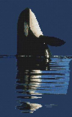 Killer Whale / White Willow Stitching