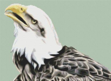Bald Eagle 3 / White Willow Stitching