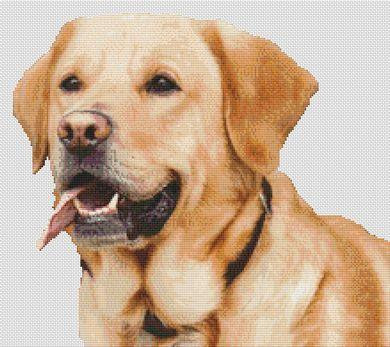 Yellow Lab Smile / White Willow Stitching