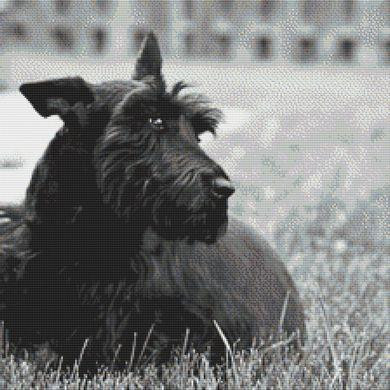 Fitz - Scottish Terrier / White Willow Stitching