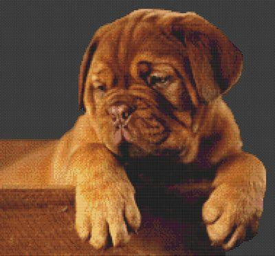 Dogue De Bordeaux Puppy / White Willow Stitching