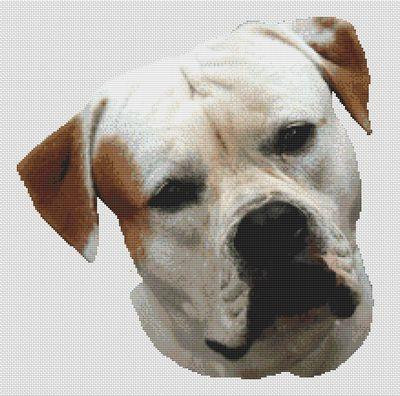 American Bulldog / White Willow Stitching