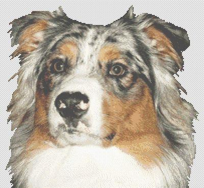 Australian Shepherd 2 / White Willow Stitching