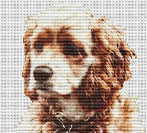 Buff Cocker Spaniel / White Willow Stitching