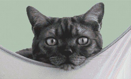 Cat Nap / White Willow Stitching