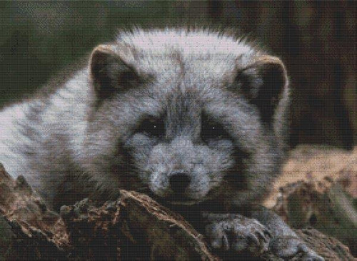 Grey Arctic Fox / White Willow Stitching
