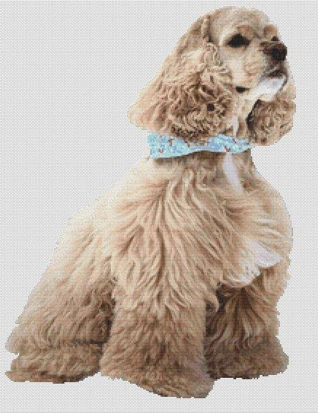 Ascob Cocker Spaniel / White Willow Stitching