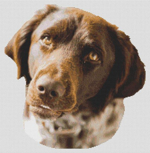 German Shorthaired Pointer / White Willow Stitching