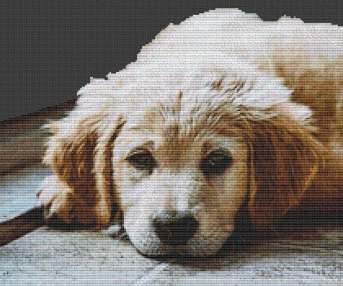 Golden Retriever Resting / White Willow Stitching
