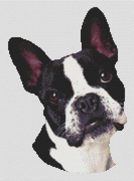 Boston Terrier Portrait / White Willow Stitching