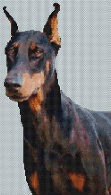 Doberman - Jetta / White Willow Stitching