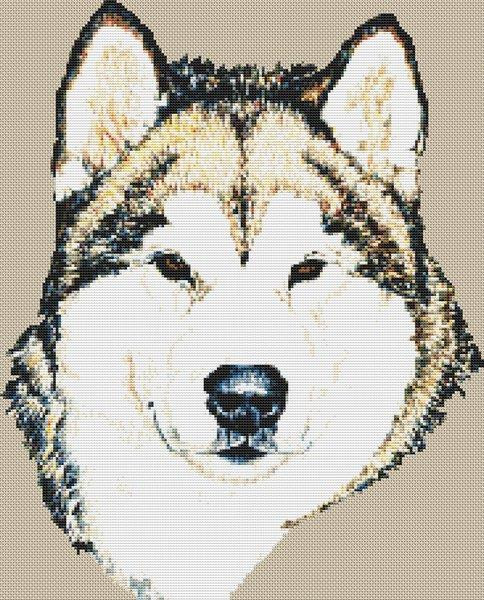 Alaskan Malamute / White Willow Stitching