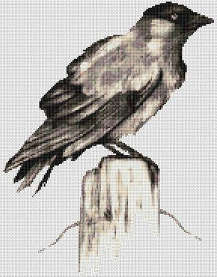 Jackdaw / White Willow Stitching