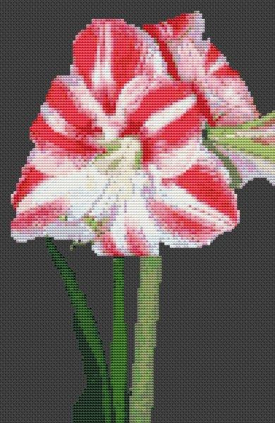Amaryllis / White Willow Stitching