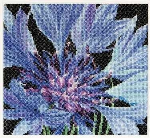 Cornflower / Thea Gouverneur / GOK489A