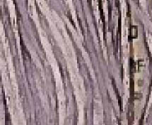 Oyster / Weeks Dye Works