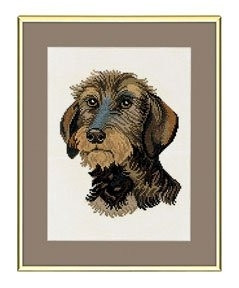 Dachshund / Eva Rosenstand / 7712908
