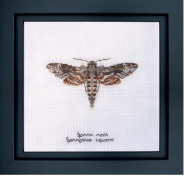 Sphinx Moth / Thea Gouverneur / GOK564