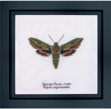Spurge Hawk Moth / Thea Gouverneur / GOK565A