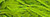 Paris Green / W-271.