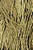 Broom Tree - Pearl Cotton / W5-052.