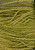 Olive - Pearl Cotton / W5-067.