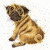 Pug - Hannah Dale / BTXHD11