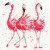 Pink Ladies - Hannah Dale / BTXHD24