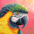 Paradise 
 by Rachel Froud 
 The Menagerie / BTXRF1