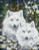 Diamond Dotz / NADD1247