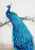 Blue Peacock / NADD1312