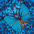Flutter by Blue / NADD514