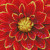Dahlia / NADD537