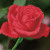Rose Bud / NADD538