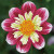 Daisy-A-Day / NADD540
