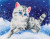 Kitten in the Snow / NADD56