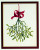Mistletoe / 77084303 WI