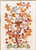 Autumn Tree / 7714253 WI