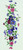 Clematis / 7793284 WI
