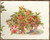Berry Bouquet / 7794261 WI