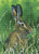 Hare - Nigel Artingstall Wildlife / HCK1509A
