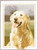 Golden Retriever Dog - John Stubbs Dog Collection / HCK419