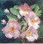 Mini Dogrose - Simply Heritage by John Clayton / HCK520A