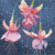 Mini Fuchsia - Simply Heritage by John Clayton / HCK537A