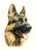 Cash by Pauline Gledhill - Animal Portraits / HCK858