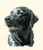 Chester by Pauline Gledhill - Animal Portraits / HCK859