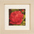 Peony / PN144565