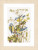 Blue Tits 
 by Marjolein Bastin / PN156945