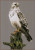 Falcon / PN172743